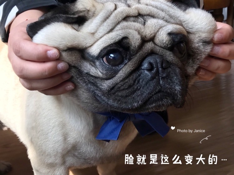 在阳光下和狗狗们一起度过一个惬意的午后